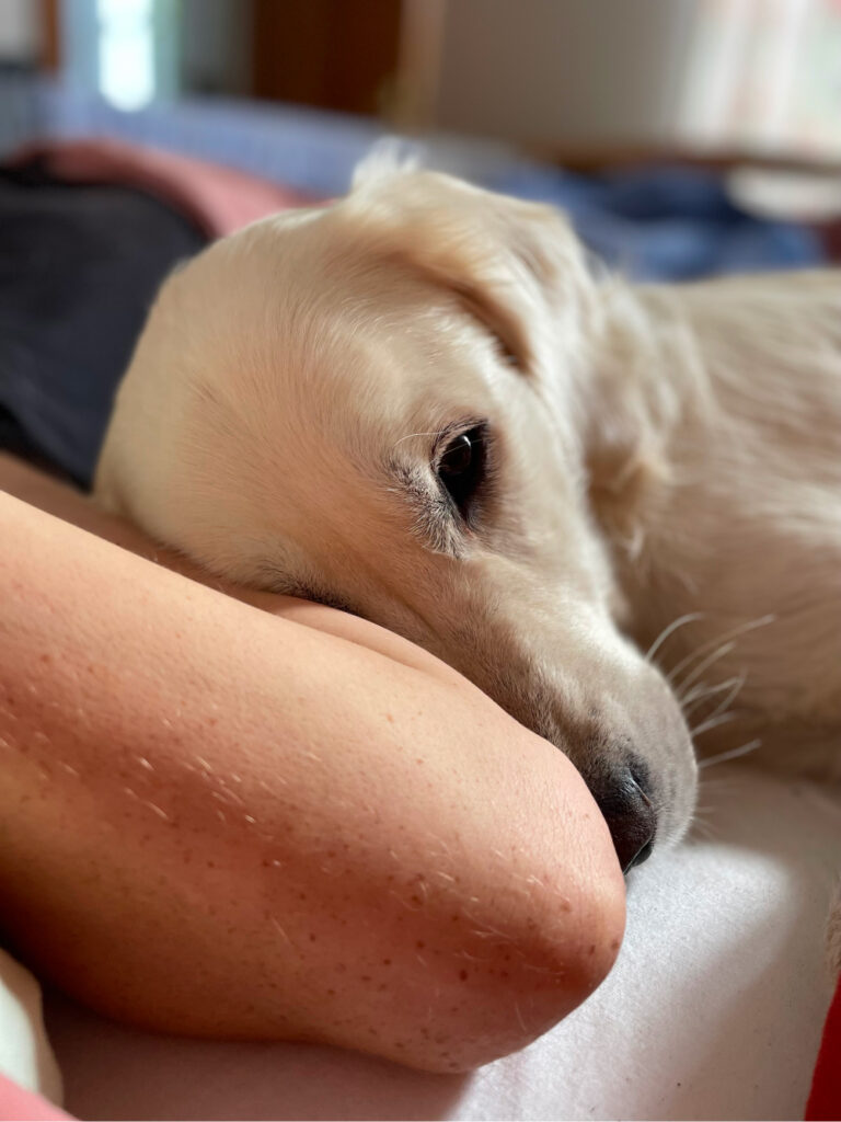 Der Hund liegt mit dem Patienten im Bett